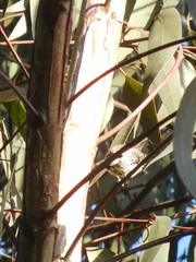 Myiophobus fasciatus