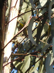 Myiophobus fasciatus