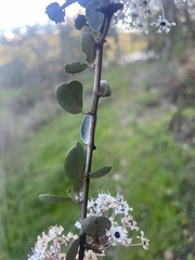 Ceanothus crassifolius