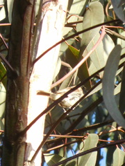 Myiophobus fasciatus