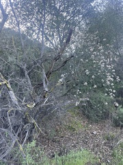 Ceanothus crassifolius