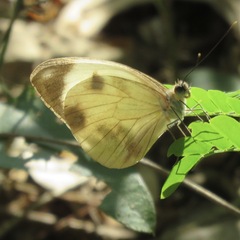 Pieriballia viardi