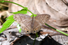 Cissia