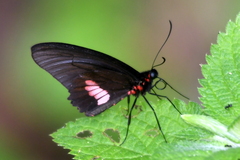Parides eurimedes