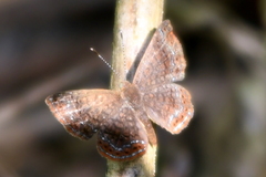 Calephelis laverna
