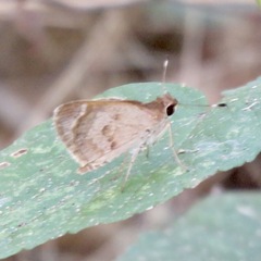 Callimormus saturnus