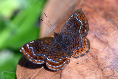 Calephelis laverna