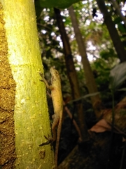 Anolis humilis