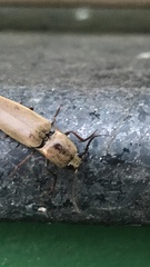 Conoderus fuscofasciatus