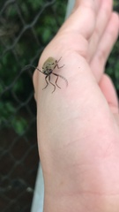 Conoderus fuscofasciatus