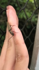 Conoderus fuscofasciatus