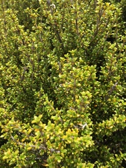 Coprosma pseudocuneata