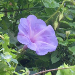 Ipomoea setosa melanotricha