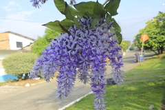 Petrea volubilis