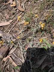 Chrysocephalum semipapposum