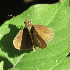 Synapte pecta