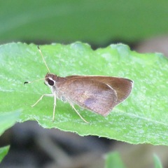 Synapte pecta