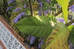 Petrea volubilis