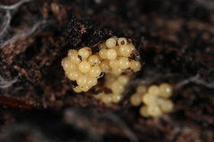 Stigmatella