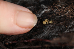 Stigmatella