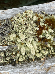 Cladonia cenotea