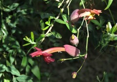 Dolichandra cynanchoides