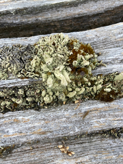 Cladonia cenotea