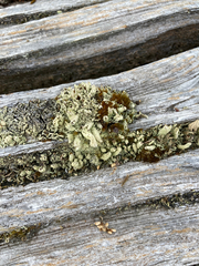 Cladonia cenotea