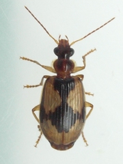 Lebia fuscata