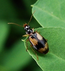 Lebia fuscata