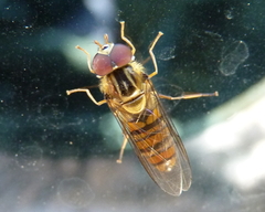 Episyrphus viridaureus
