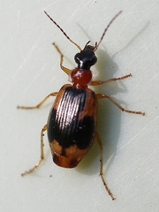 Lebia
