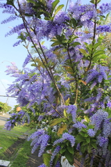 Petrea volubilis