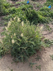 Astragalus trichopodus