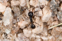 Pheidole xerophila