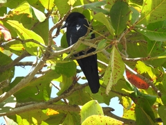 Corvus sinaloae