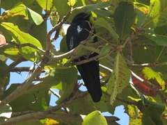 Corvus sinaloae