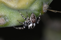 Metaphidippus