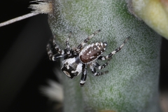 Metaphidippus