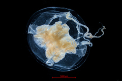 Catablema vesicarium