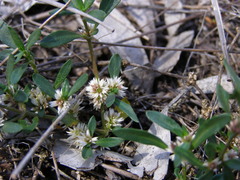 Alternanthera denticulata
