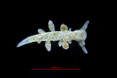 Eubranchus rupium