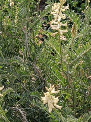 Astragalus trichopodus