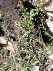 Sclerolaena muricata