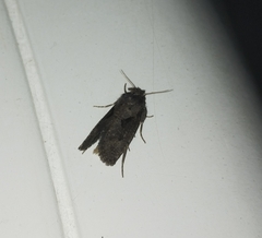 Lepidoptera