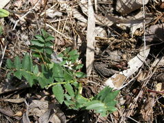 Lobelia concolor