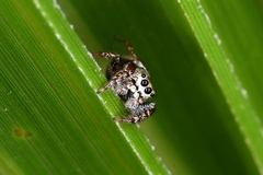 Sassacus