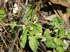 Lobelia concolor