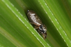 Sassacus