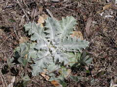 Onopordum acaulon
